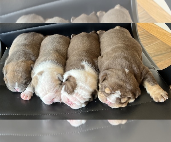 Medium Photo #1  Breeder Profile in HUNTINGTON, IN, USA