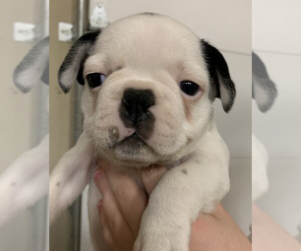 Medium Photo #4  Breeder Profile in PULASKI, TN, USA