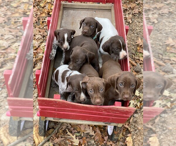 Medium Photo #1  Breeder Profile in GREENVILLE, SC, USA