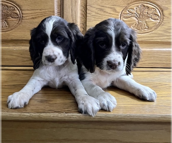 Medium Photo #1  Breeder Profile in SIOUX FALLS, SD, USA
