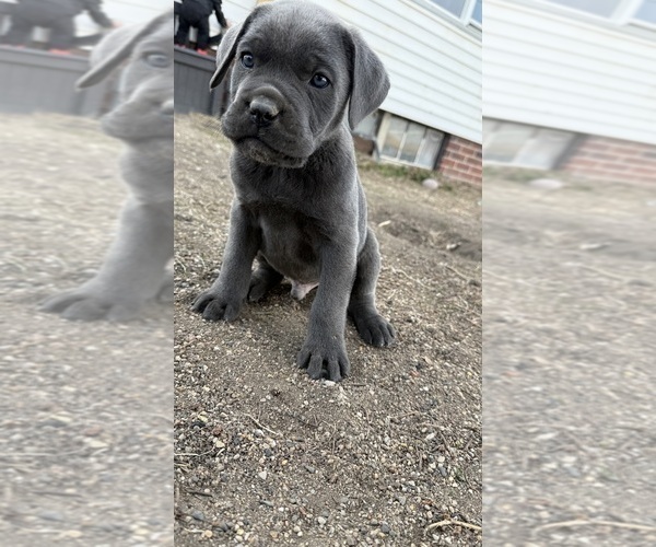 Medium Photo #12  Breeder Profile in STUART, IA, USA