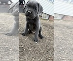 Small Photo #12  Breeder Profile in STUART, IA, USA