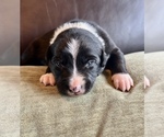 Small #52 Breeder Profile image