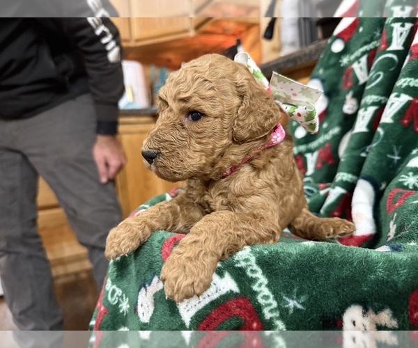 Medium Photo #15  Breeder Profile in HAZEL GREEN, KY, USA