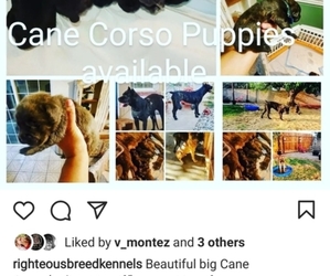 Main photo of Cane Corso Dog Breeder near MODESTO, CA, USA