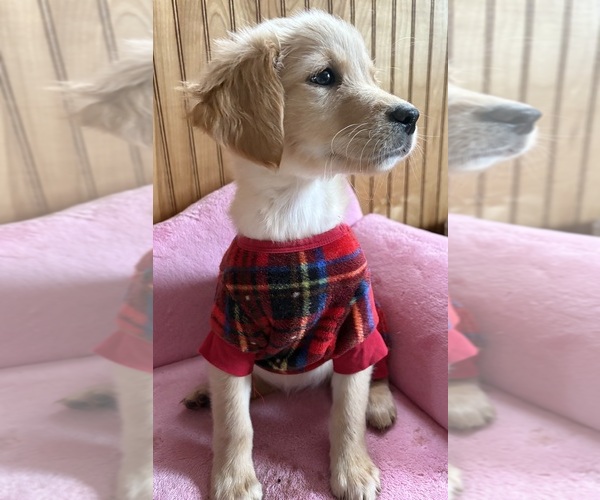 Medium Photo #11  Breeder Profile in MADISON, NC, USA