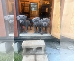 Small breeder photo