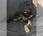 Small #7 Breeder Profile image