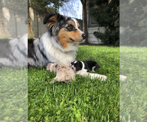 Main photo of Australian Shepherd Dog Breeder near REEDLEY, CA, USA