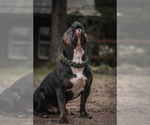 American Bully Dog Breeder in CONROE,  USA