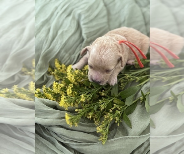 Medium Photo #7  Breeder Profile in VANCOUVER, WA, USA