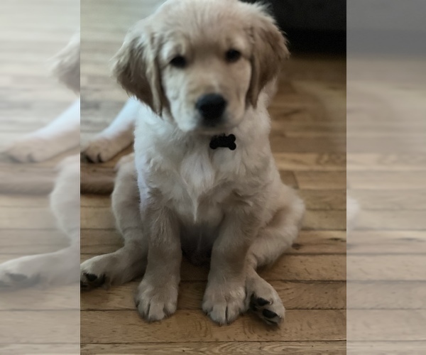 Medium Photo #8  Breeder Profile in SUWANEE, GA, USA
