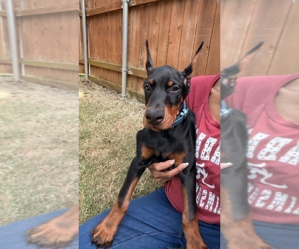 Medium Photo #6  Breeder Profile in ROCKWALL, TX, USA