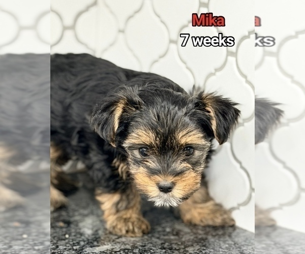 Medium Photo #2  Breeder Profile in CLIFTON, NJ, USA