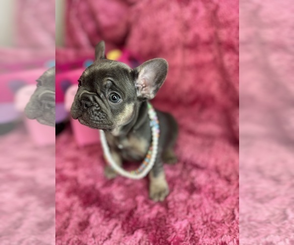 Medium Photo #33  Breeder Profile in JEFFERSONVILLE, IN, USA