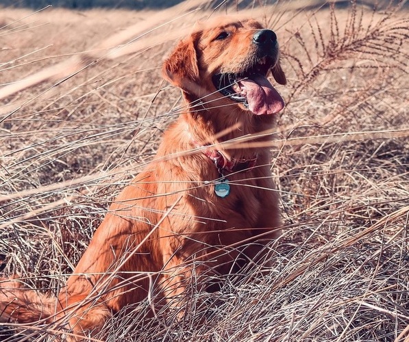 Medium Photo #1  Breeder Profile in PARIS, MO, USA