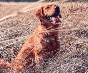 Main photo of Golden Mountain Dog Dog Breeder near PARIS, MO, USA