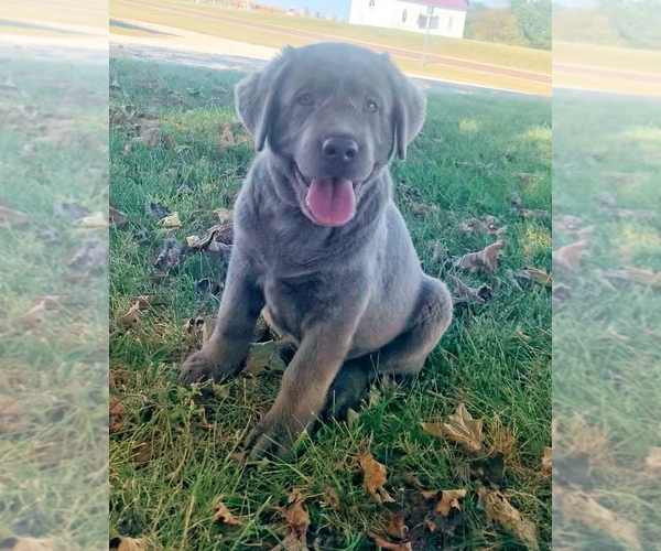 Medium Photo #25  Breeder Profile in ALBANY, MO, USA
