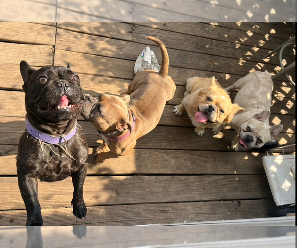 Medium Photo #1  Breeder Profile in NEW BEDFORD, MA, USA