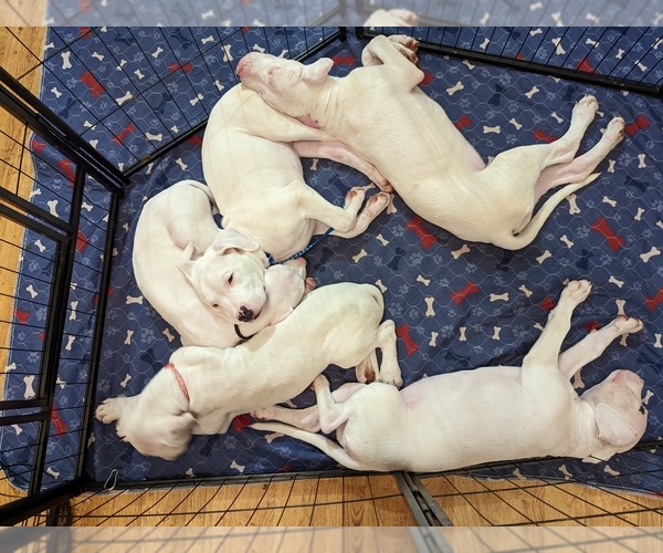 Medium Photo #1  Breeder Profile in KATY, TX, USA