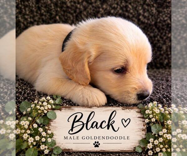 Medium Photo #11  Breeder Profile in MIDDLETOWN, OH, USA
