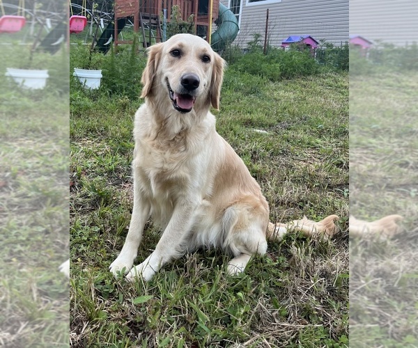 Medium Photo #2  Breeder Profile in SWEETWATER, TN, USA