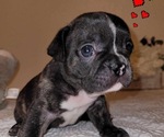 Small Photo #1  Breeder Profile in KNOXVILLE, TN, USA