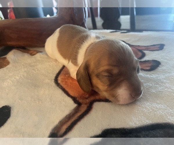 Medium Photo #8  Breeder Profile in MONONA, IA, USA