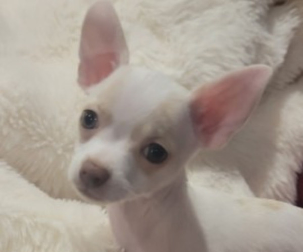 Medium Photo #7  Breeder Profile in ISLETON, CA, USA