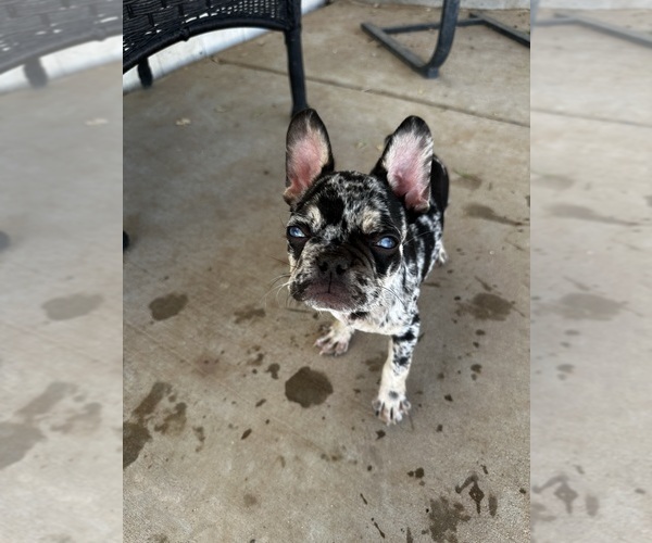 Medium Photo #7  Breeder Profile in MARICOPA, AZ, USA