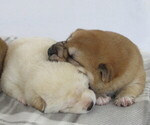 Small breeder photo