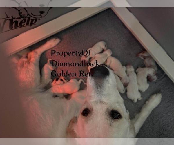 Medium Photo #2  Breeder Profile in MORRISTOWN, AZ, USA