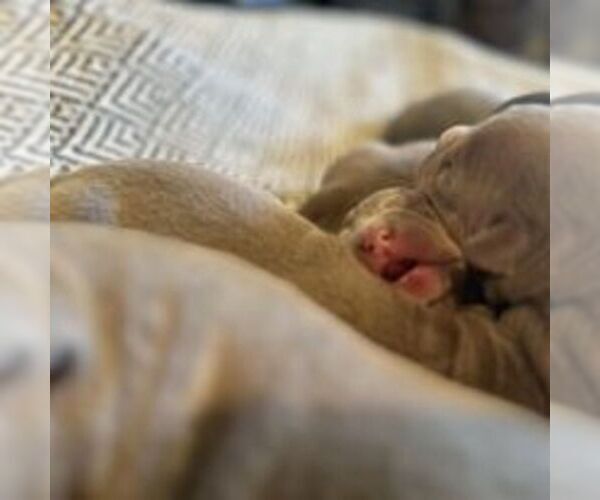 Medium Photo #14  Breeder Profile in HOWE, TX, USA