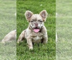 Small breeder photo