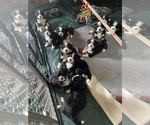 Small #5 Breeder Profile image