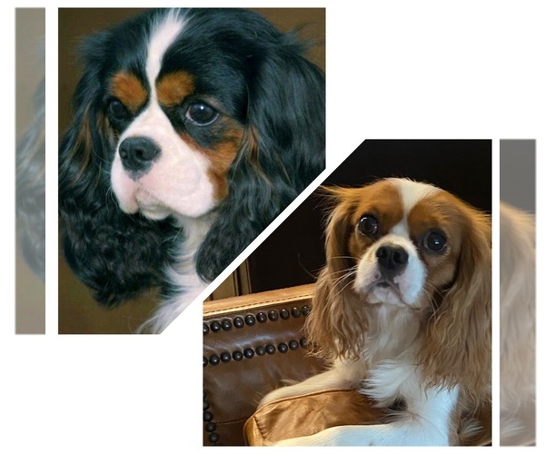 Medium Photo #1  Breeder Profile in GRAND SALINE, TX, USA