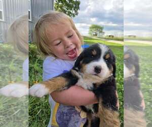 Bernedoodle Dog Breeder near FRANKLIN, MO, USA