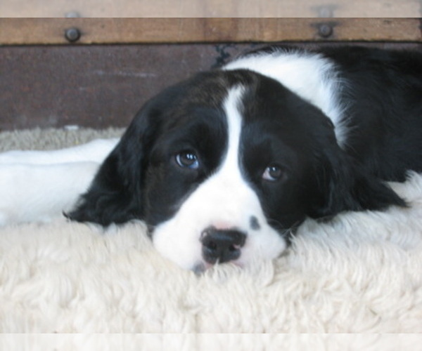 Medium Photo #1  Breeder Profile in MORENO VALLEY, CA, USA