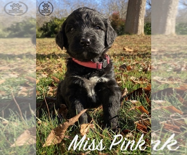 Medium Photo #1  Breeder Profile in BUTTE CITY, CA, USA