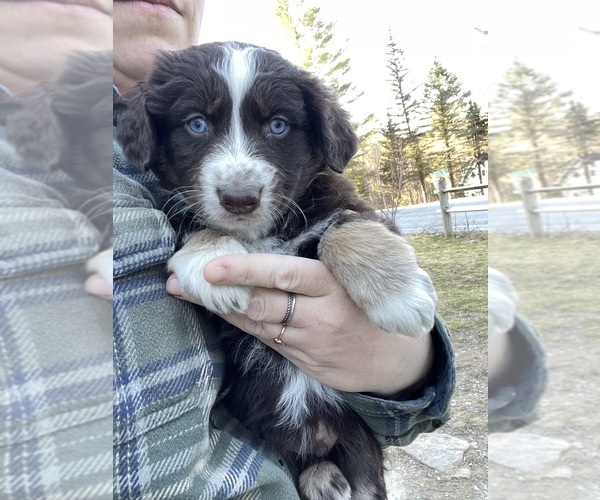 Medium Photo #27  Breeder Profile in BELMONT, VT, USA