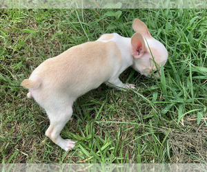 Boston Terrier Dog Breeder near PINK HILL, NC, USA