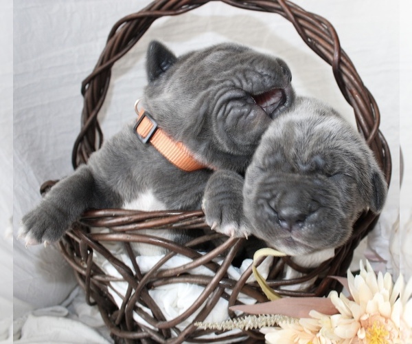 Medium Photo #19  Breeder Profile in SAN MARCOS, TX, USA