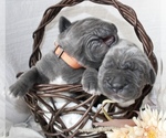 Small #18 Breeder Profile image