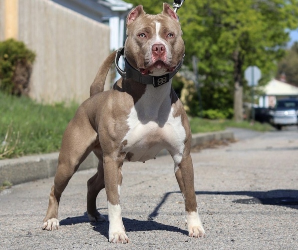Medium Photo #1  Breeder Profile in CRANSTON, RI, USA