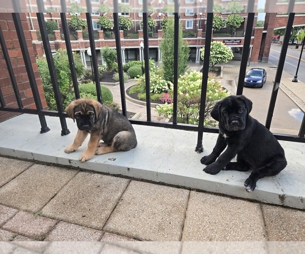Medium Photo #1  Breeder Profile in LOUISVILLE, KY, USA
