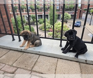 Cane Corso Dog Breeder near LOUISVILLE, KY, USA