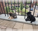 Small breeder photo
