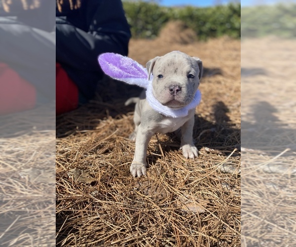 Medium Photo #1  Breeder Profile in BETHLEHEM, GA, USA