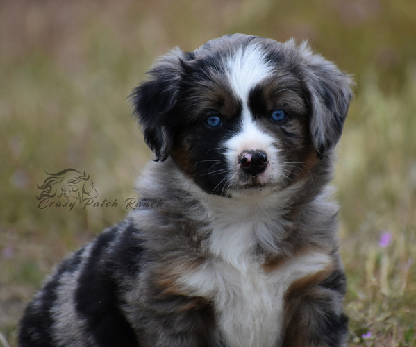Medium Photo #4  Breeder Profile in BENTON CITY, WA, USA