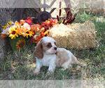 Small #87 Breeder Profile image